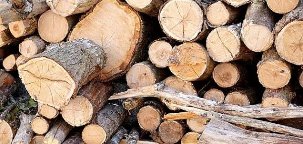 مصادرة طن من الحطب المقطوع في عجلون