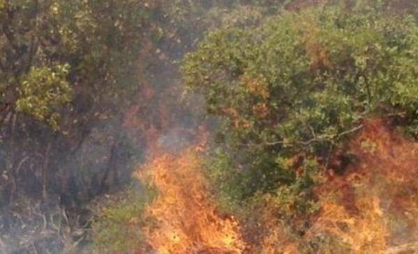 اخماد حريق أشجار مثمرة في بصيرا