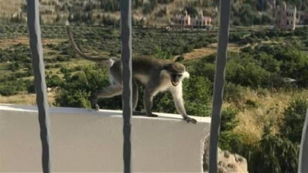 قرد لبناني يخترق الحدود الإسرائيلية ووساطة دولية تعيده لأصحابه