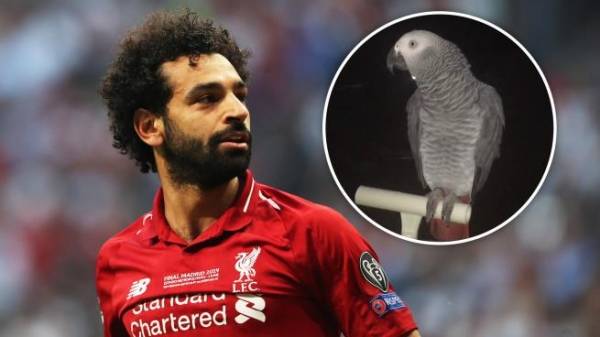 فيديو.. ببغاء يغني لمحمد صلاح