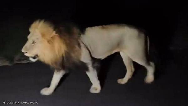 هروب (14) أسد من حديقة.. والحكومة تستنفر !!