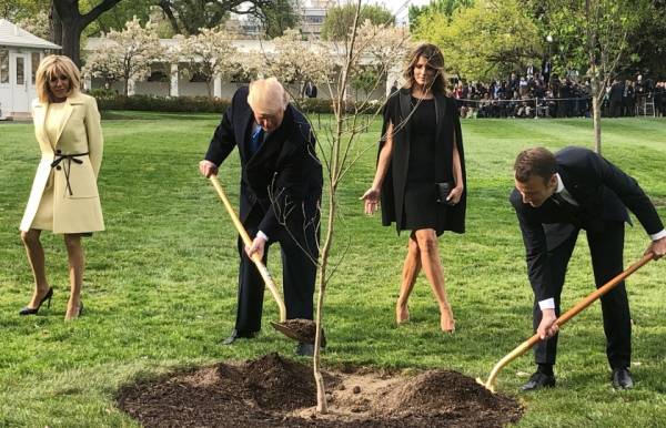 شجرة ماكرون التي أهداها لترامب تموت في البيت الأبيض