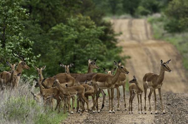 دولة تعرض 1000 حيوان بري فيها للبيع بمليون دولار.. والسبب