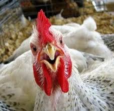 إلغاء تحديد السقوف السعرية للدجاج واحتكار الأسعار .. من الرابح ومن الخاسر؟؟