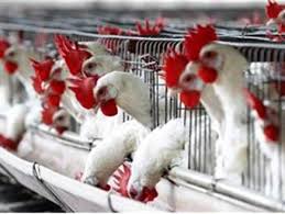 المستهلك: ارتفاع اسعار بيع الدجاج يضر بالمستهلكين