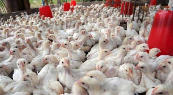 انخفاض تدريجي على أسعار الدجاج