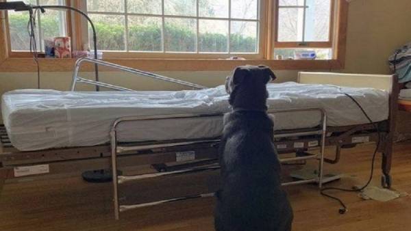 أوفى الأصدقاء.. كلب ينتظر صاحبة المتوفى بإصرار!