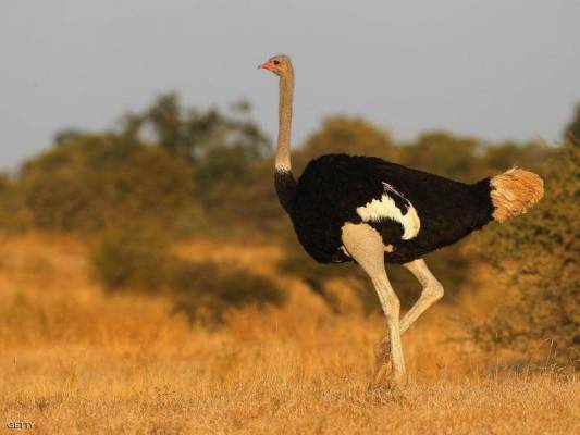 اكتشاف أضخم طيور ما قبل التاريخ (شاهد الصورة)