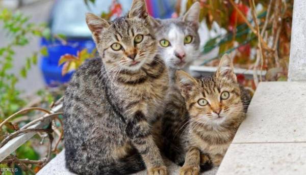 10 أمراض غريبة تنقلها الحيوانات إلى البشر