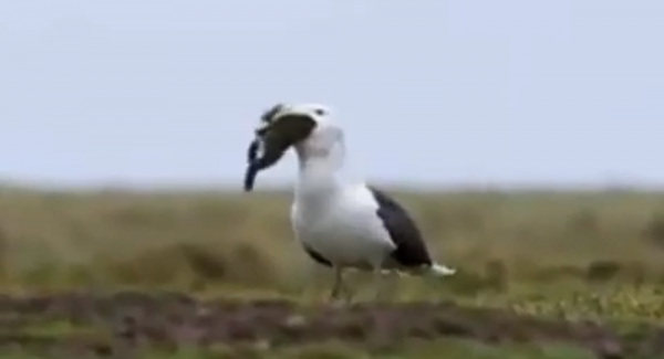 شاهد…نورس يبتلع أرنبا في مشهد مذهل