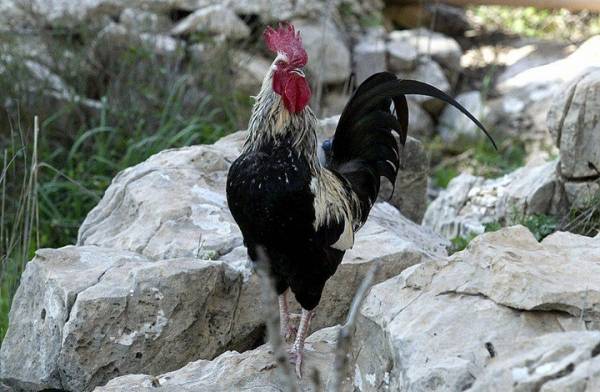 فرنسا.. ديك يمثل أمام المحكمة بسبب صياحه القوي