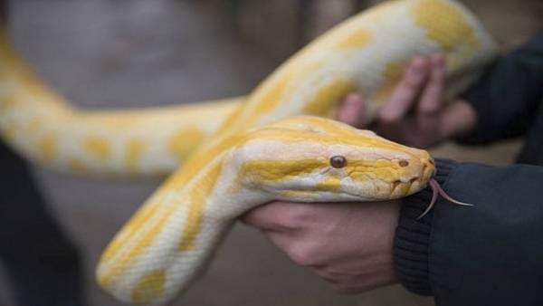 شاهد بالفيديو ردة فعل سائحة واجهت ثعبان النمر!