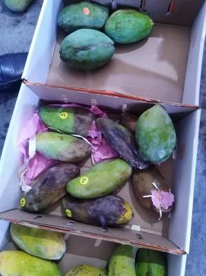 اتلاف اطنان من المانجا .. (شاهد الصور)