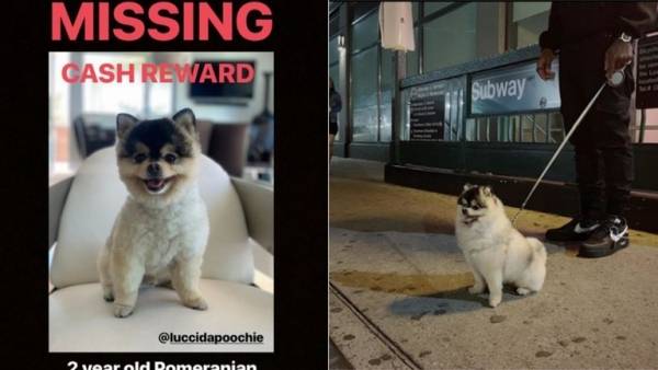 نجم ليفربول يعرض جائزة مالية مجزية لمن يعيد له كلبه المخطوف من عقر داره