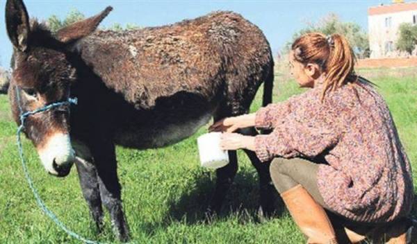 شاهد. فنان خليجي يثير الجدل بشربه حليب الحمير وتشجيع الناس عليه