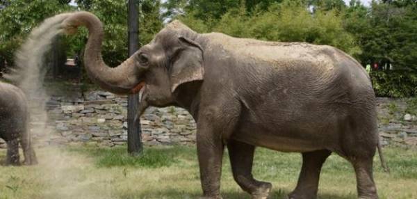 فيل ينقل طفلة من فراشها إلى الشارع ويقتلها بخرطومه (فيديو)