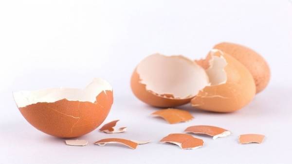 اكتشاف فائدة طبية لقشر البيض!