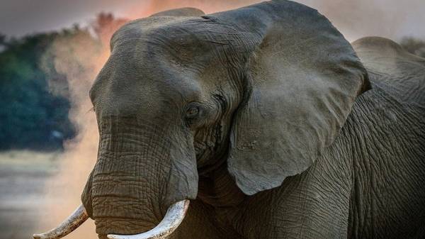 بخرطومه.. فيل ينقل طفلة من فراشها إلى الشارع ويقتلها!