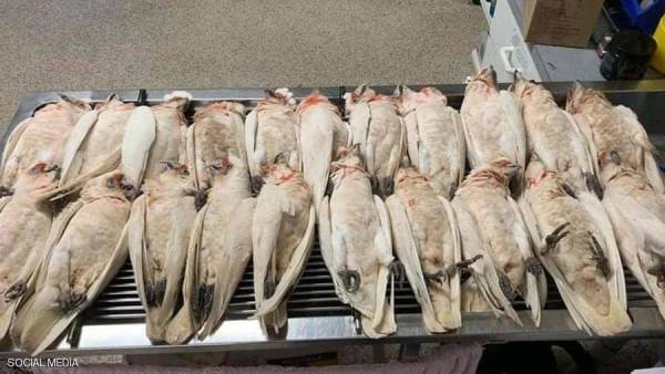 هلع في هذه المدينة.. طيور تنزف وتتساقط من السماء