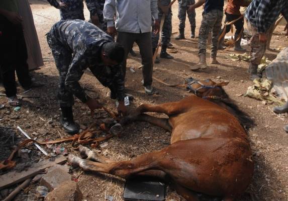 إنقاذ حصان سقط داخل حفرة في محافظة اربد