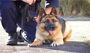 تمشيط مباني ومكاتب حكومية بـالكلاب البوليسيه في اربد قبل زيارة الرزاز!!