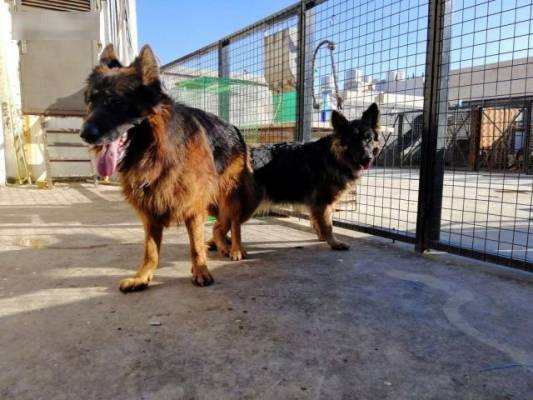 سلطنة عمان تحظر استيراد فصائل خطرة من الكلاب .. (تفاصيل)