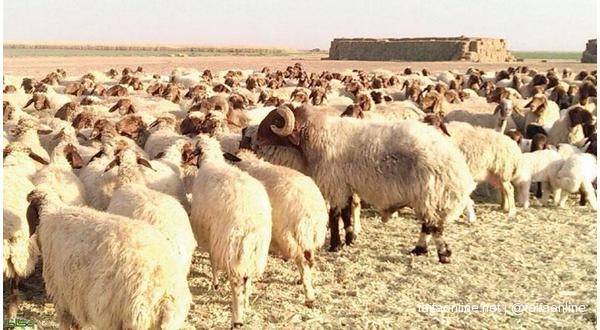 الزرقاء :القبض على شخصين من جنسية عربية استخدما مزرعة لذبح المواشي دون ترخيص