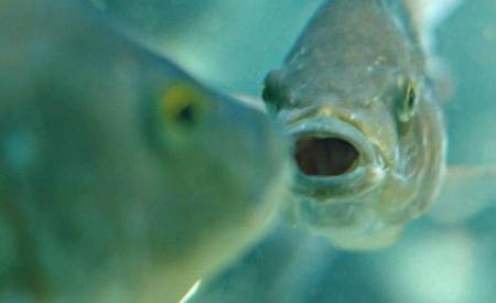 لماذا لا تموت الأسماك عندما تشرب ماء البحر...اليكم الإجابة!