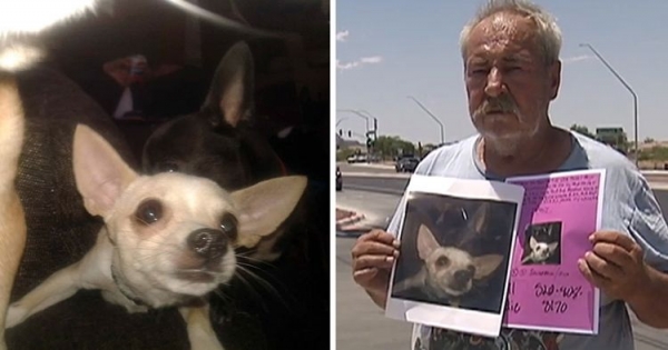 امريكي يمنح منزله لمن يعثر على كلبته