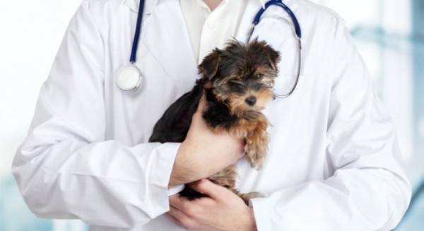 الصحة: (10) اطباء بيطريين موزعين على المديريات المركزية بالمملكة