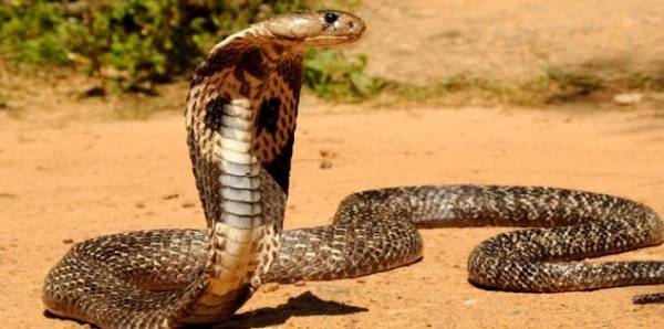 ما الذي يجب عمله في حال التعرض للدغة أفعى؟