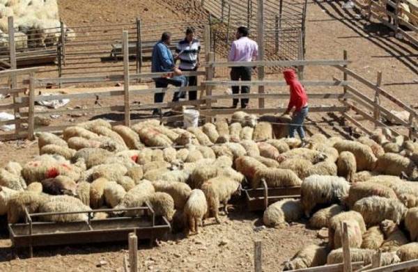 مطالب بتشديد الرقابة على حظائر الاضاحي