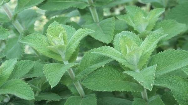 لماذا يجعل النعناع أفواهنا باردة؟