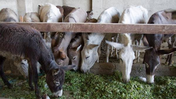 كيلوغرام من جبنها بـ850 دولارا.. تربية الحمير في إيران تزدهر