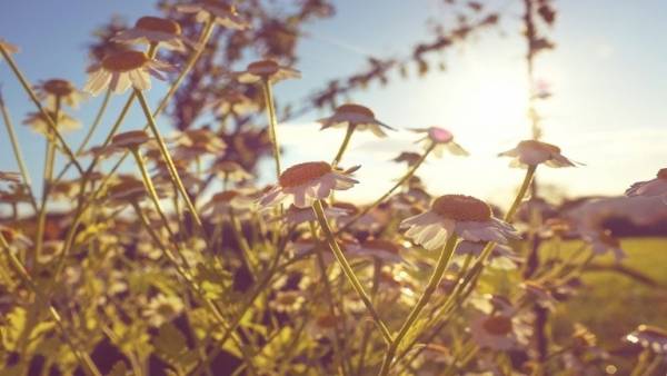 نبات بري شائع يحمل مفتاح القضاء على السرطان