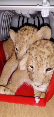 بالصور...الادارة الملكية لحماية البيئة تضبط اشخاص بحوزتهم شبلين بقيمة 9 الاف دينار