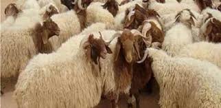 الأضاحي كافیة .. البلدیة (180 220)دیناراً والمستورد لا یتعدى الـ (160 )دیناراً