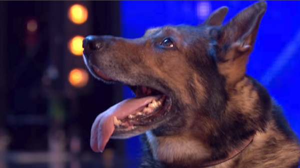 لعقة كلب تتسبب بقطع يدي ورجلي سيدة أمريكية