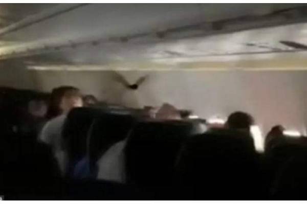 وطواط يرافق ركاب طائرة.. والمسافرون مصدومون..(فيديو)