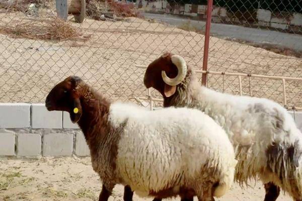 تجار:اسعار الأضاحي بين 130 الى 230 دينارا