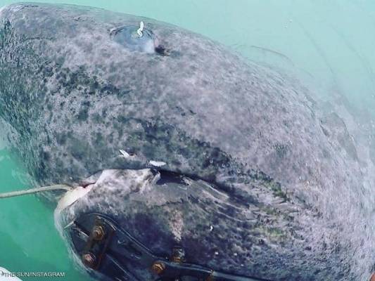 غرائب الكائنات: قرش بلغ (500) عام وميكروب يعيش منذ (10) آلاف سنة (صـور)