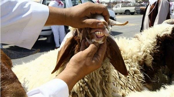 بيع 90 ألف اضحية في عمّان