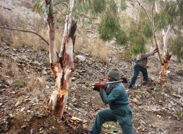 ضبط معتد على الثروة الحرجية في عجلون