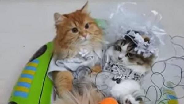 بالفيديو .. عرس عربي لـبسبوس وسالي يشعل الإنترنت!