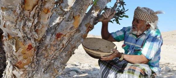 سر أغلى شجرة في العالم بسلطنة عُمان.. والسلطان قابوس يأمر بحماية عسكرية لها