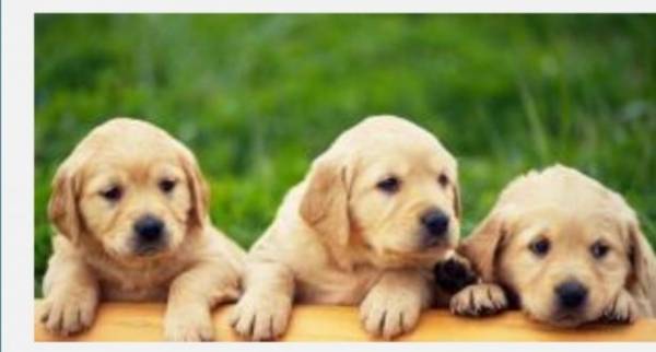 عندما تصرخ أمانة عمان عوعو على الكلاب