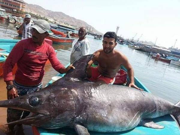 اصطياد أكبر سمكة في العقبة وزنها 312 كغم