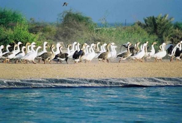 الشحاحدة: زيادة مساحات المحميات البرية والبحرية الطبيعية من أولويات الحكومة