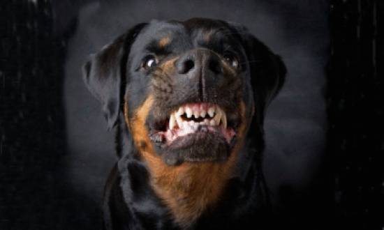 كلاب بوليسية متخصصة بفحص المتفجرات تمرض وتموت (تفاصيل )