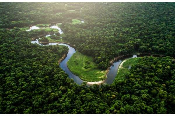 ظاهرة محيرة في غابات الأمازون!